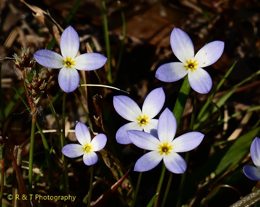 {Houstonia caerulea}